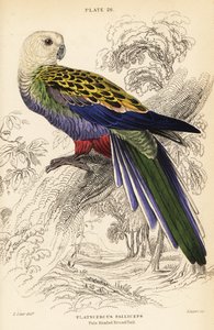 Sápadt fejű rosella (palliceps)