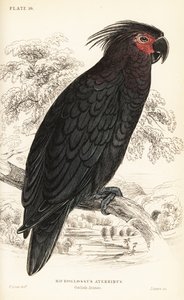 Pálmakakadu, Probosciger aterrimus