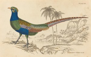 Phasianus Versicolor alkotó: William Home Lizars