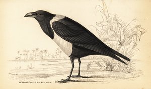 Varjú, Corvus albus alkotó: William Home Lizars