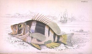 22. tábla Plectropoma Puella, a művész metszete a "Naturalist