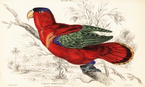 Bíborszarvú lory, Lorius domicella