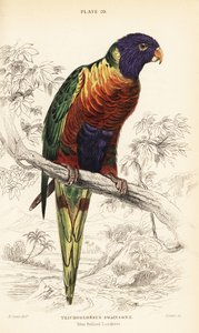 Szivárványos lórikál, Trichoglossus moluccanus alkotó: William Home Lizars