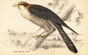 Vörösnyakú sólyom, Falco chicquera ruficollis alkotó: William Home Lizars