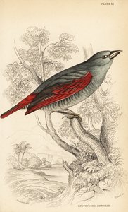 Vörösszárnyú pytilia, Pytilia phoenicoptera (Red-winged bengaly, Pytilia phaenicoptera) alkotó: William Home Lizars