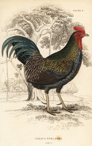 Vörös dzsungelszárnyas, Gallus gallus javanicus