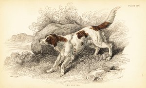 Szetter, Canis lupus familiaris (Canis index) alkotó: William Home Lizars