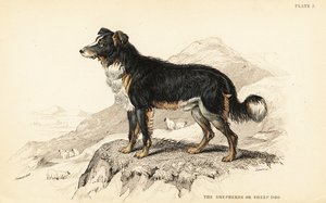 Pásztorkutya vagy juhkutya, Canis lupus familiaris (Canis domesticus) alkotó: William Home Lizars