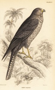 Kormos sólyom, Falco concolor