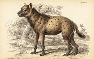 Foltos hiéna vagy nevető hiéna, Crocuta crocuta (Hyaena crocuta)