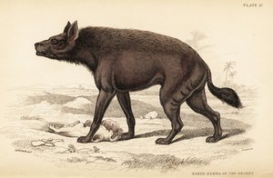 Csíkos hiéna, Hyaena hyaena (sivatagi meztelen hiéna, Hyaena vulgaris)