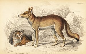 szír róka vagy Taaleb, Vulpes thaleb (vagy Blanford róka, Vulpes cana?) és egyiptomi róka vagy Sabora, Vulpes vulpes niloticus alkotó: William Home Lizars