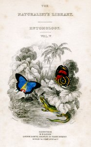The Naturalists Library, Rovartan, V. kötet, Butterflies, c1833-1865. alkotó: William Home Lizars