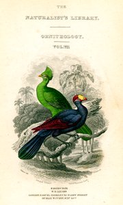 The Naturalists Library, Ornithology, Senegal Touraco, Violet Plantain Eater, 1833-1865. alkotó: William Home Lizars
