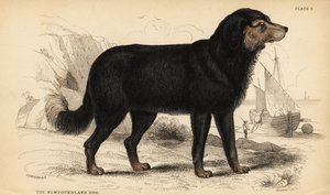 Az újfundlandi kutya, Canis lupus familiaris )Canis terranovae) alkotó: William Home Lizars