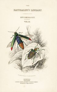 Címlapon ékszerbogár, Chrysochroa fulminans és foltszárnyú gyémántbogár, Curculio splendens matricája alkotó: William Home Lizars
