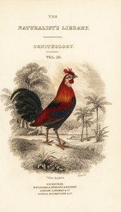 Címlap vörös dzsungelszárnyas matricával (Javan), Gallus gallus bankiva alkotó: William Home Lizars