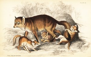 Vörös róka változata, Vulpes vulpes, kölykökkel (Bajorországi szénróka, Vulpes alopex) alkotó: William Home Lizars
