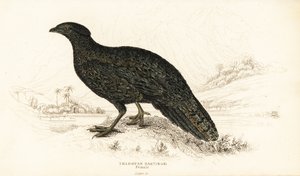 Nyugati tragopán vagy nyugati szarvas tragopán, nőstény, Tragopan melanocephalus alkotó: William Home Lizars