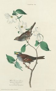 Fehértorkú veréb, 1827. alkotó: William Home Lizars