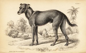 A Dominikai Köztársaságban és Haitin talált vadkutyát, a Canis lupus familiaris-t (St