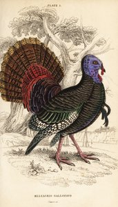 Vadpulyka, kan, Meleagris gallopavo alkotó: William Home Lizars