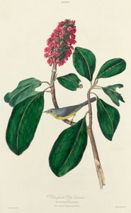 Bonaparte légyfogó