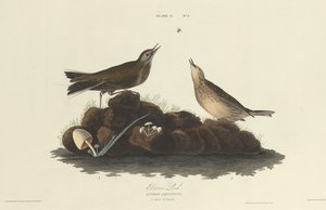 barna pacsirta