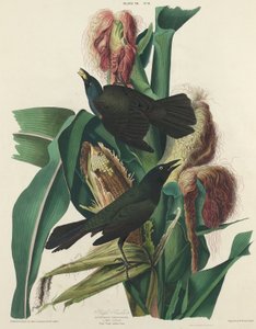 Lila Grackle