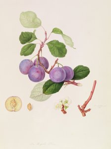 A királyi szilva, 1815