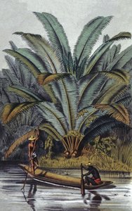 Pálmafa alkotó: William Hooker