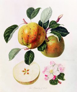 Kent szépsége, 1819