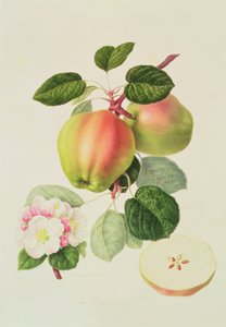A holland Codlin, 1820