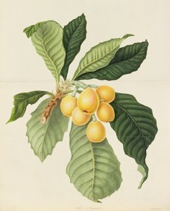 A Loquat