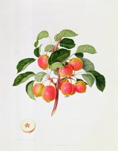 A tatárrák alma, 1819