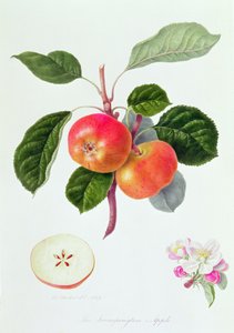 A Trumpington Apple, 1819