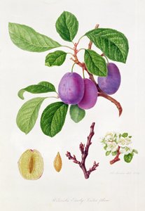 Wilmot korai ibolya szilva