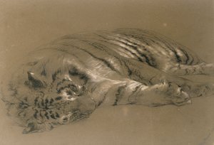 Alvó tigris, 1876 (ceruza és kréta, papír)