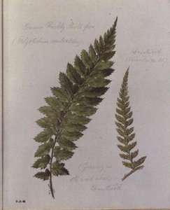 Common Prickly Shield páfrány, festve Brantwoodban, 1857. november 30. (akvarell, papír) alkotó: William James Linton