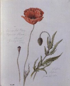 Közönséges vörös mák, festve Seafordban, Sussexben, 1860. június 25-én (akvarell papíron)