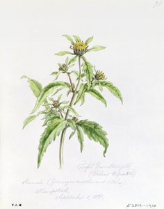 Trifid Burr-Marigold, festett Hampsteadben, 1861. szeptember 1