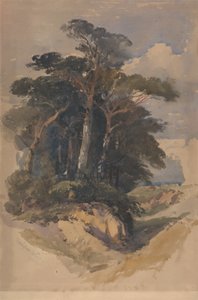 Fenyők a Hampstead Heath-en alkotó: William James Muller