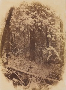 Erdők a hóban cím nélkül, 1859.