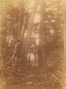Cím nélkül, a The Forest című portfólióból: Adirondack Woods