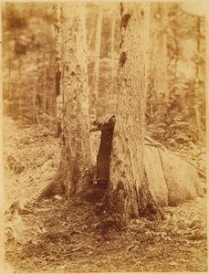 Cím nélkül, a The Forest című portfólióból: Adirondack Woods