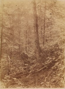 Cím nélkül, a The Forest című portfólióból: Adirondack Woods