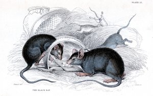 A csapdába esett fekete patkány metszete, 1838 alkotó: William Jardine