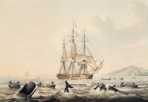 Bálnavadászat déli tengeren, William John Huggins (1781-1845) metszet, 44x57 cm