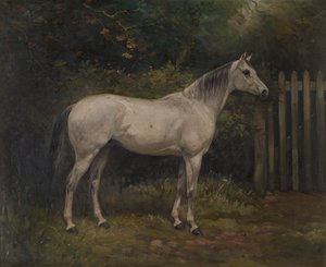 Pácok: Basuto póni, 1904 körül (olaj, vászon) alkotó: William Josiah Redworth