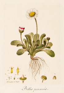 Végtelen háborúk, Daisy, 1770-1790